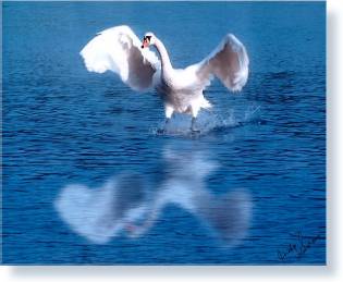 Picture of a landing Swan - Courtesy of Judy Swan, Swan Photography, Palm City, Florida. © 2002 Judy Swan, swanfoto@atlantic.net