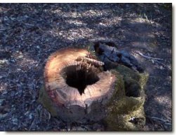 Pic: Rotten oak in the Anderson Valley, © Gilles d'Aymery 2004. All rights reserved. - size 18k